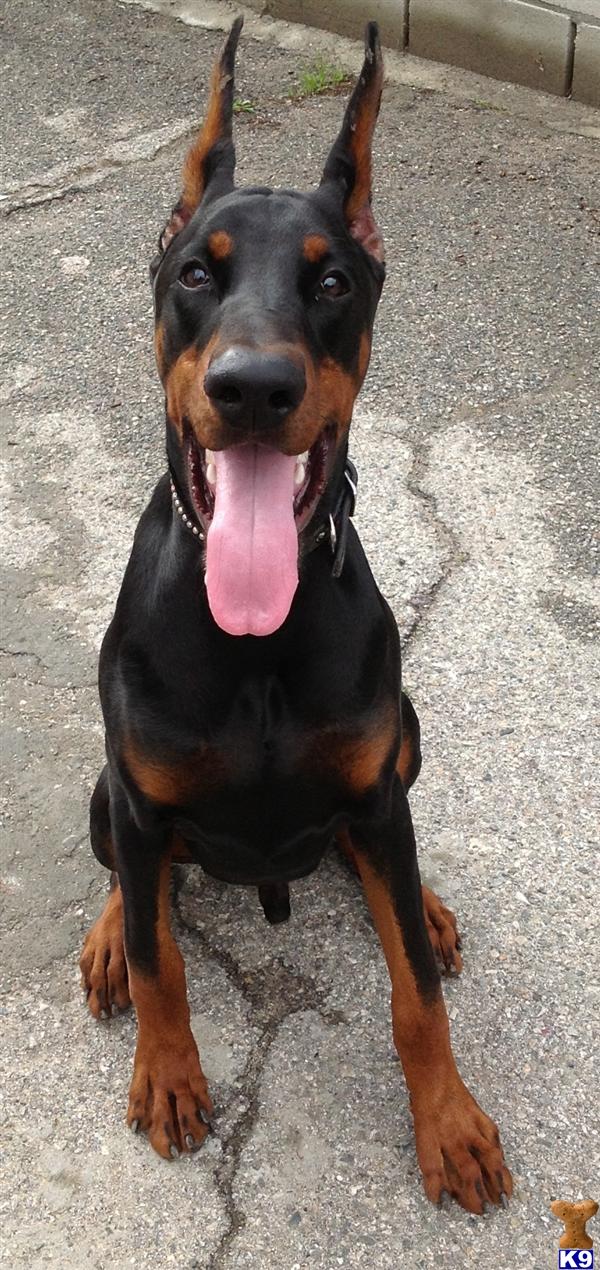 Doberman Pinscher dog