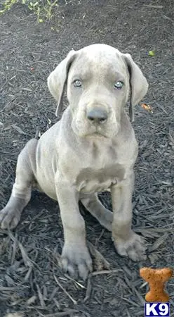 Great Dane puppy for sale