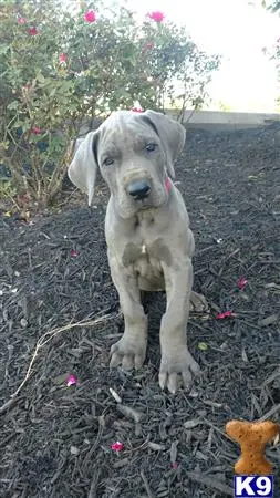 Great Dane puppy for sale