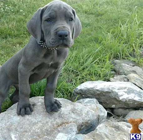 Great Dane puppy for sale