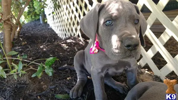 Great Dane puppy for sale