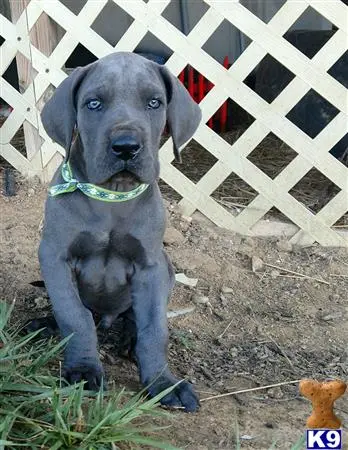 Great Dane puppy for sale