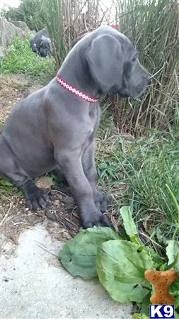 Great Dane puppy for sale