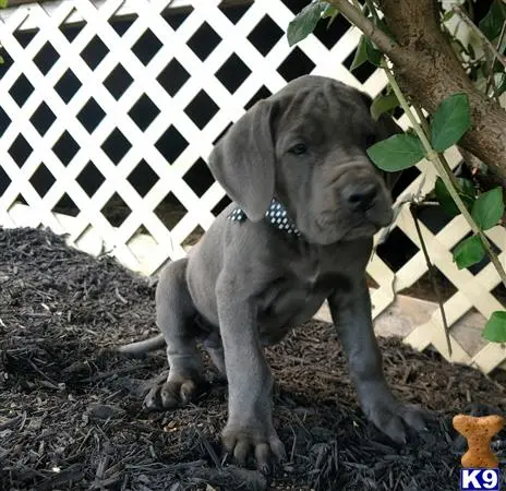 Great Dane puppy for sale