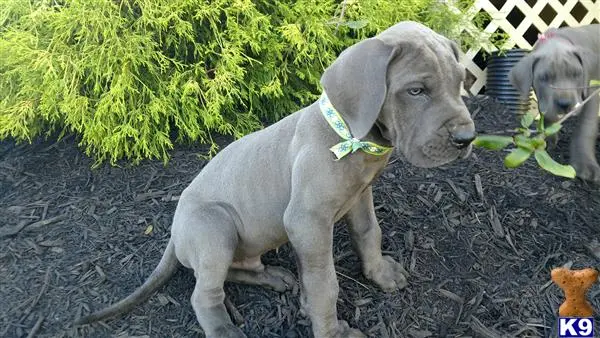 Great Dane puppy for sale