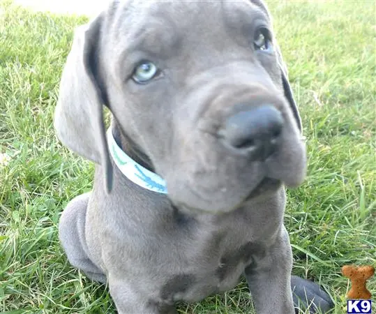 Great Dane puppy for sale