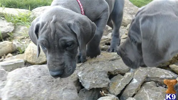 Great Dane puppy for sale