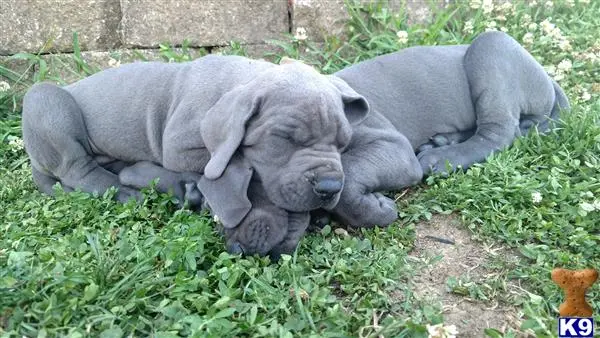 Great Dane puppy for sale