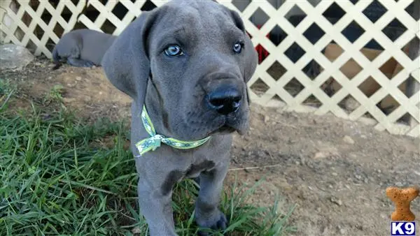 Great Dane puppy for sale