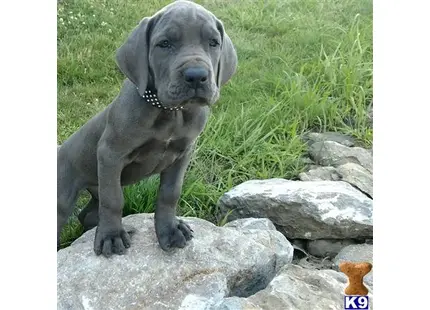 Great Dane