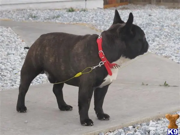 French Bulldog stud dog