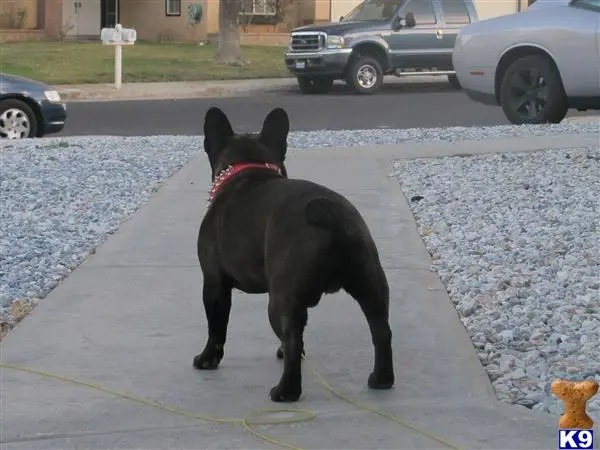 French Bulldog stud dog