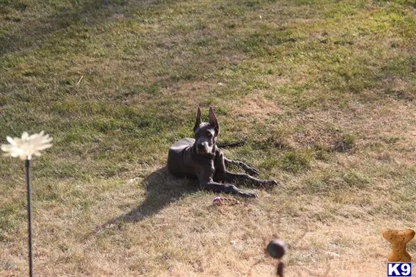 Great Dane stud dog