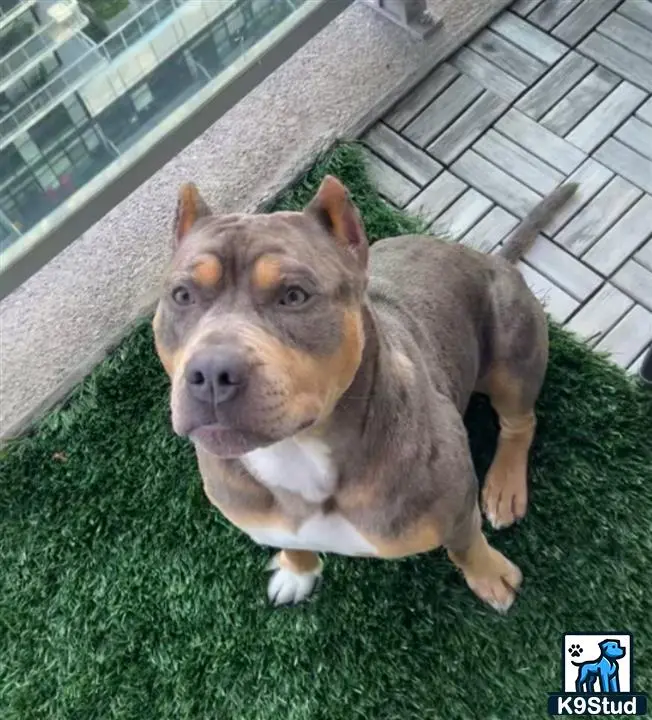 American Bully stud dog: a american bully dog sitting on grass