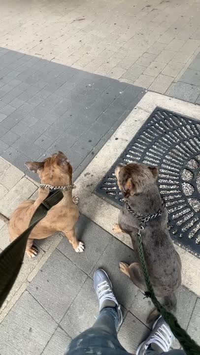 American Bully stud dog: Error: Operation returned an invalid status code BadRequest<br/>Stack Trace:    at Microsoft.Azure.CognitiveServices.Vision.ComputerVision.ComputerVisionClient.<DescribeImageInStreamWithHttpMessagesAsync>d__41.MoveNext()
--- End of stack t