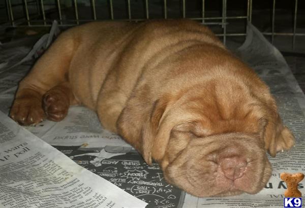 Dogue De Bordeaux