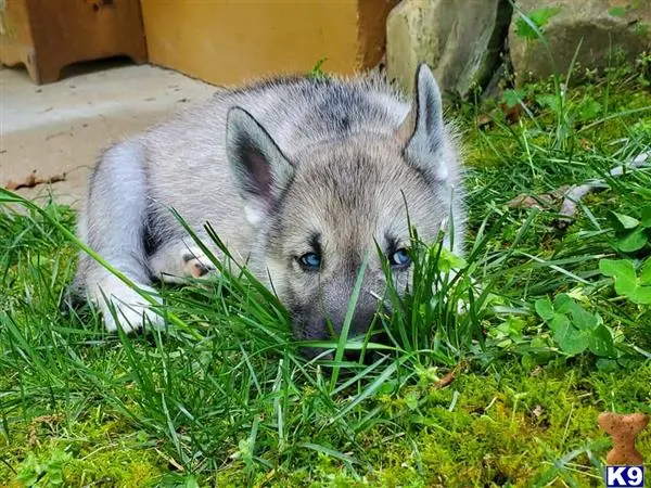 Wolf Dog puppy for sale