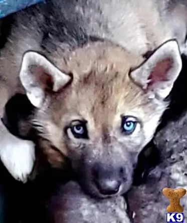 Wolf Dog puppy for sale