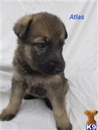 german shepherd puppy posted by bluelinek9s