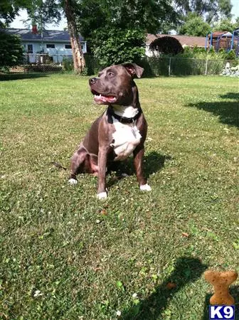 American Pit Bull stud dog