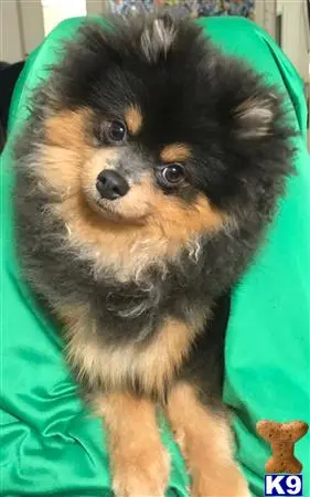 Pomeranian stud dog