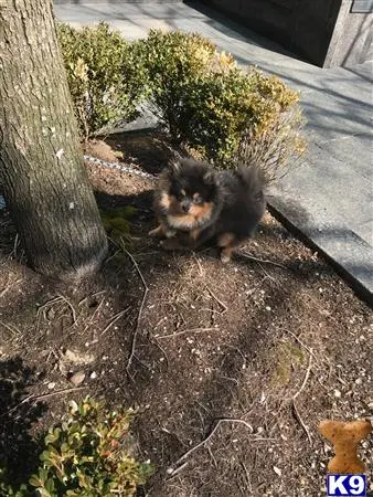 Pomeranian stud dog