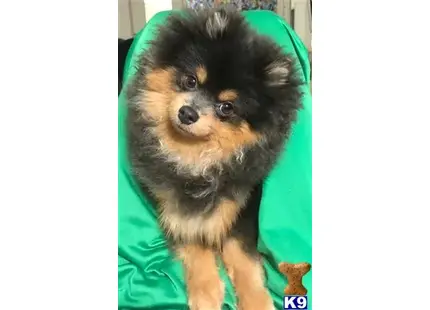 Pomeranian