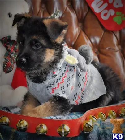 German Shepherd puppy for sale