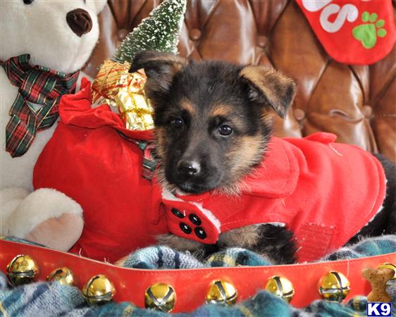 a german shepherd dog wearing a red shirt