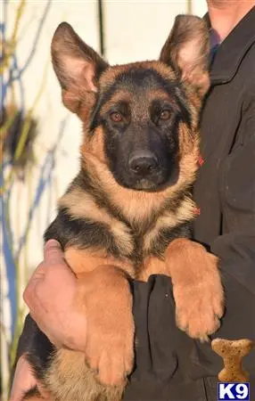 German Shepherd