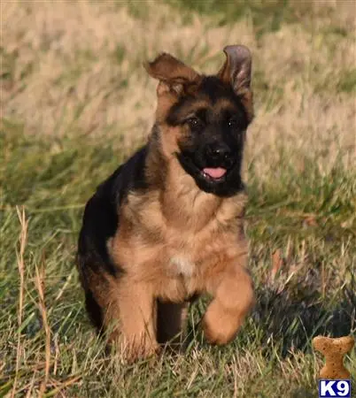 German Shepherd