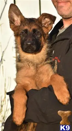 German Shepherd puppy for sale