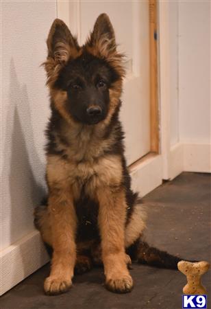 a german shepherd dog sitting on the floor