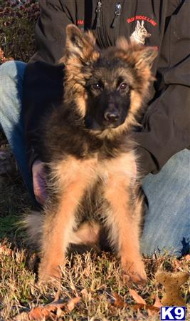 a german shepherd dog holding a german shepherd dog