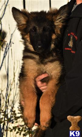 a german shepherd dog holding a baby german shepherd dog
