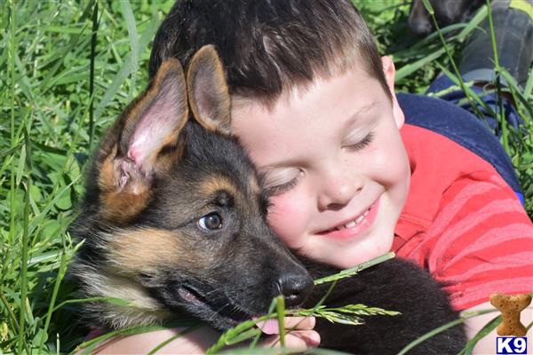 German Shepherd puppy for sale