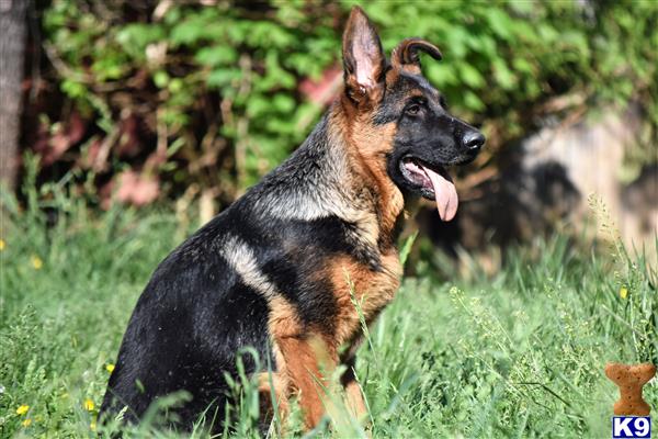 a german shepherd dog standing in grass