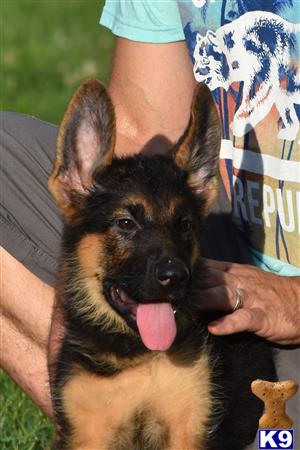 a person holding a german shepherd dog