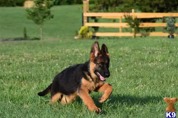 German Shepherd puppy for sale