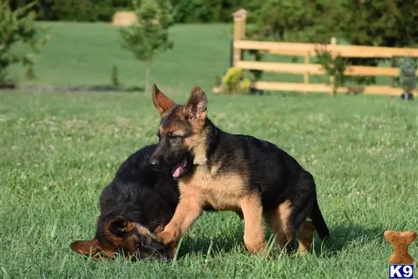 German Shepherd puppy for sale