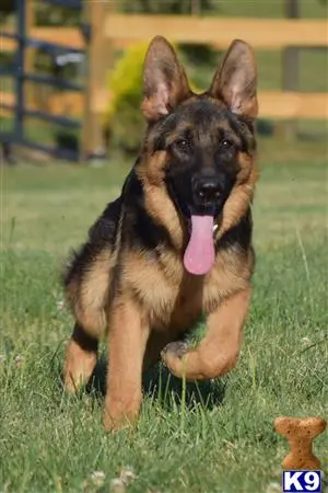 German Shepherd