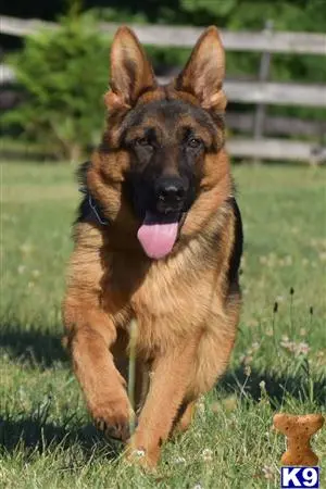 German Shepherd