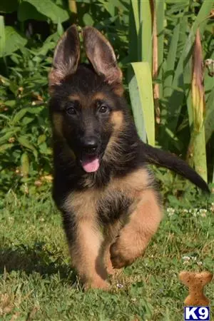 German Shepherd puppy for sale