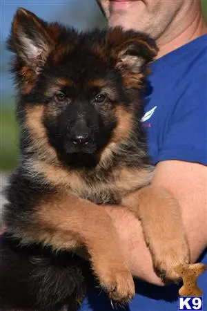 German Shepherd puppy for sale