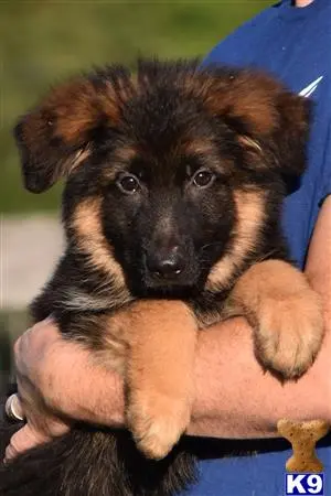 German Shepherd puppy for sale