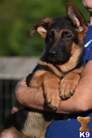 German Shepherd