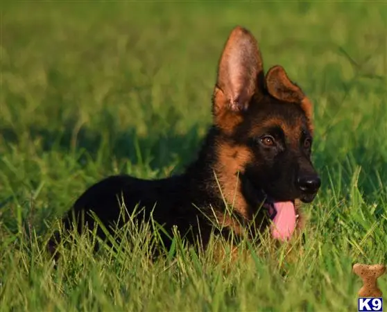 German Shepherd puppy for sale