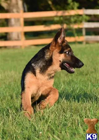 German Shepherd