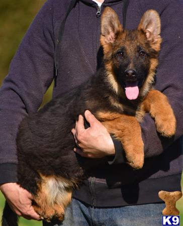 German Shepherd puppy for sale