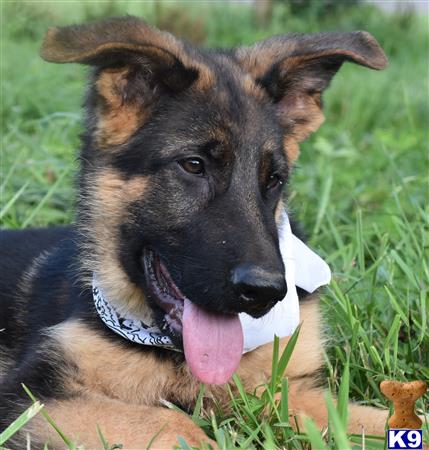 a german shepherd dog lying in the grass